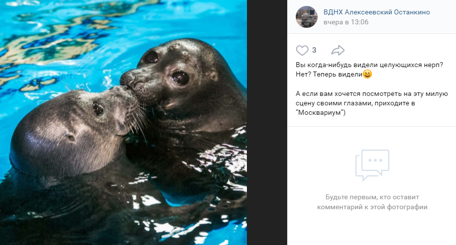 Фото дня: целующиеся нерпы